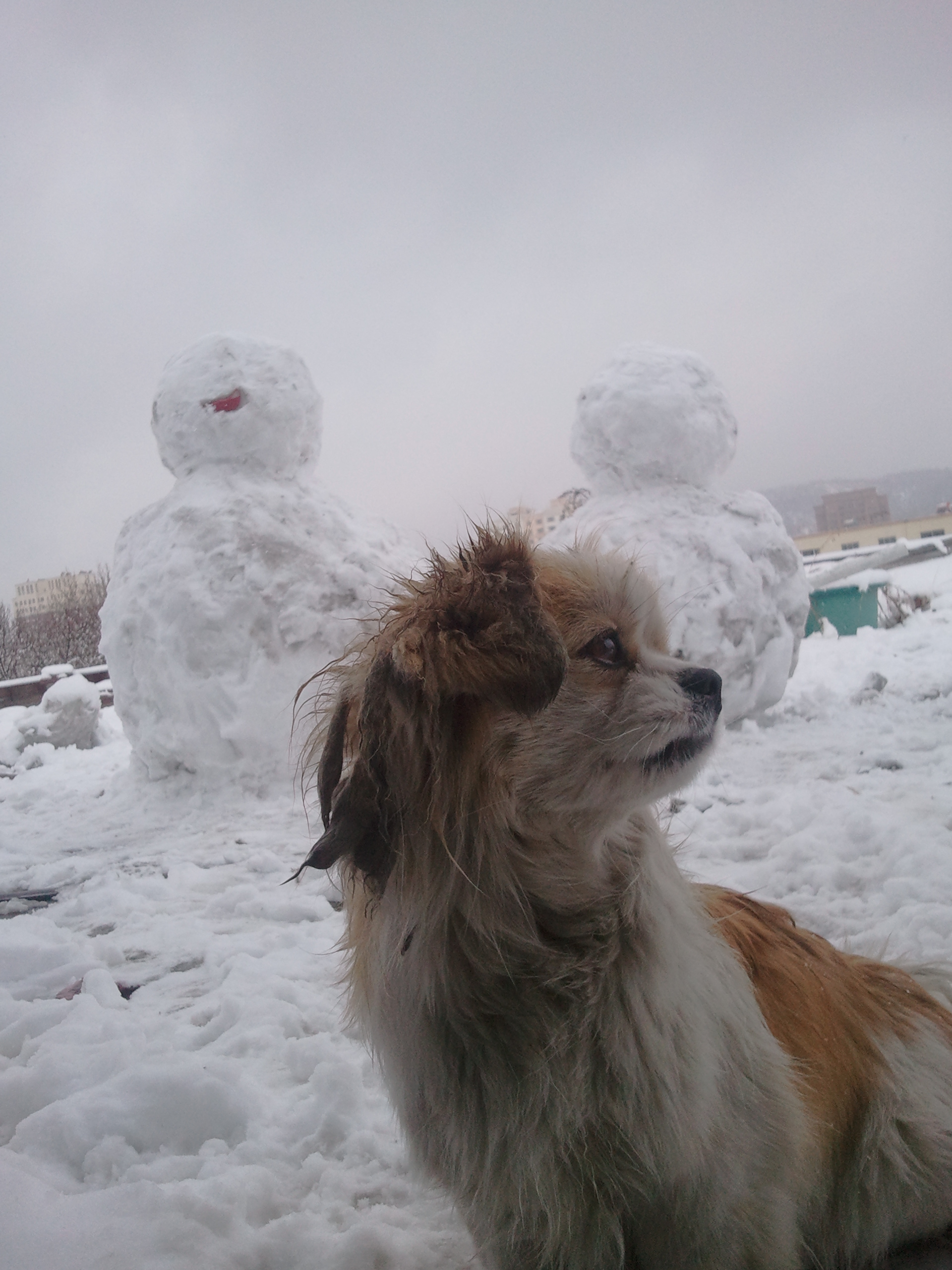 My Dog Accompany