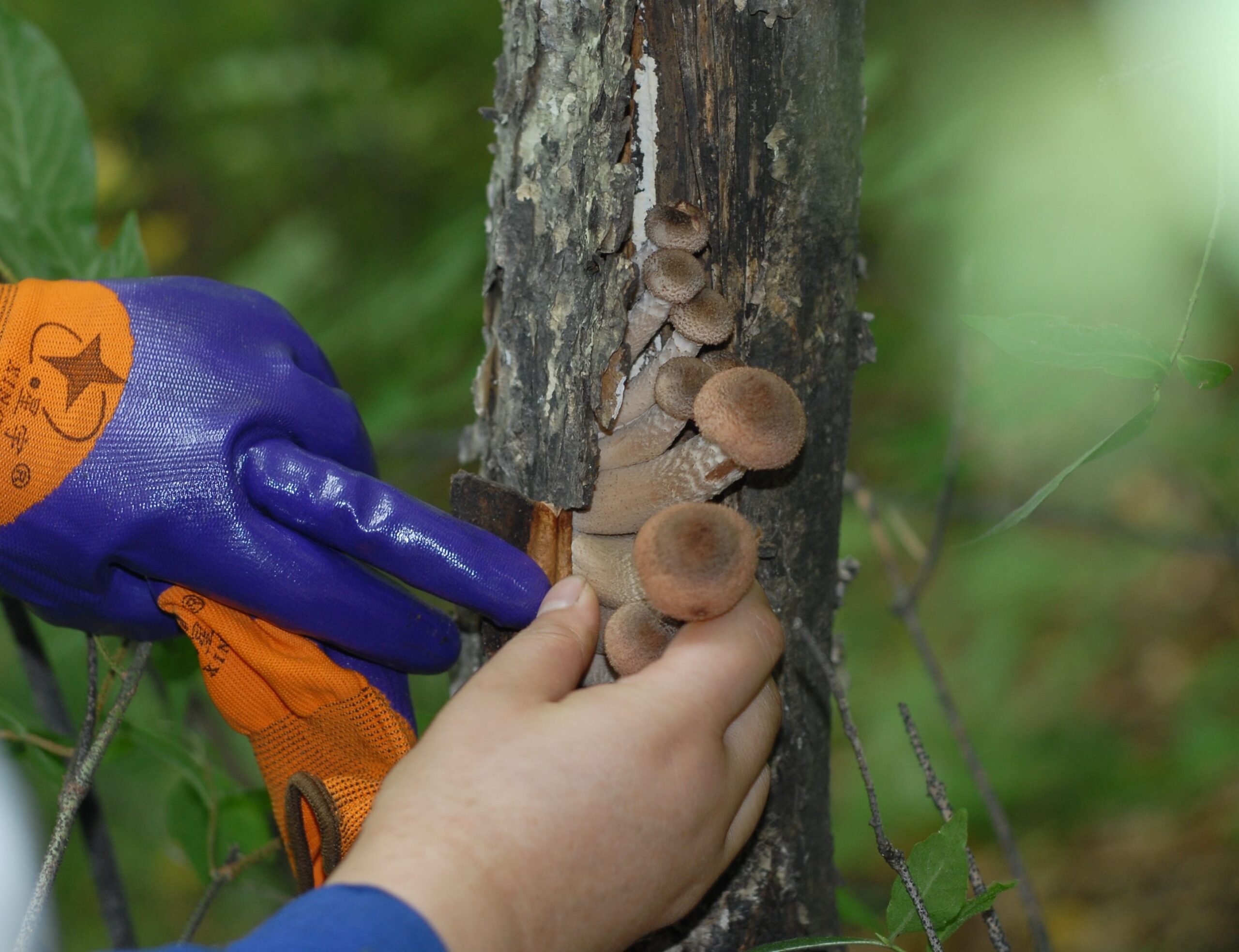 Moutain Foraging in Sep 2011